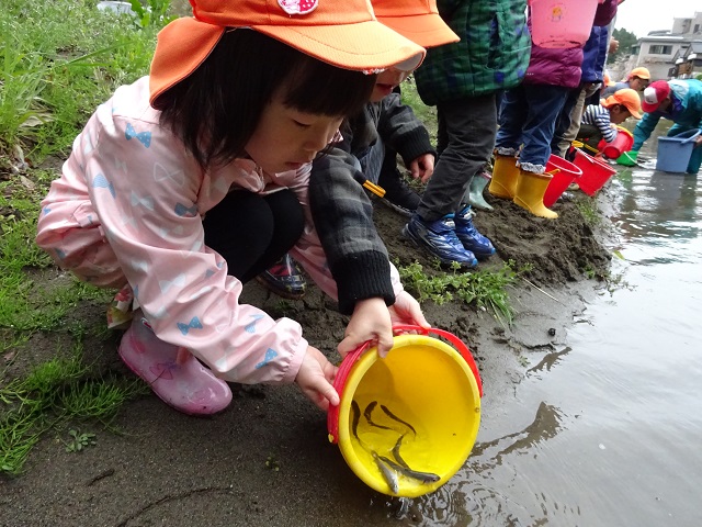 アユの放流